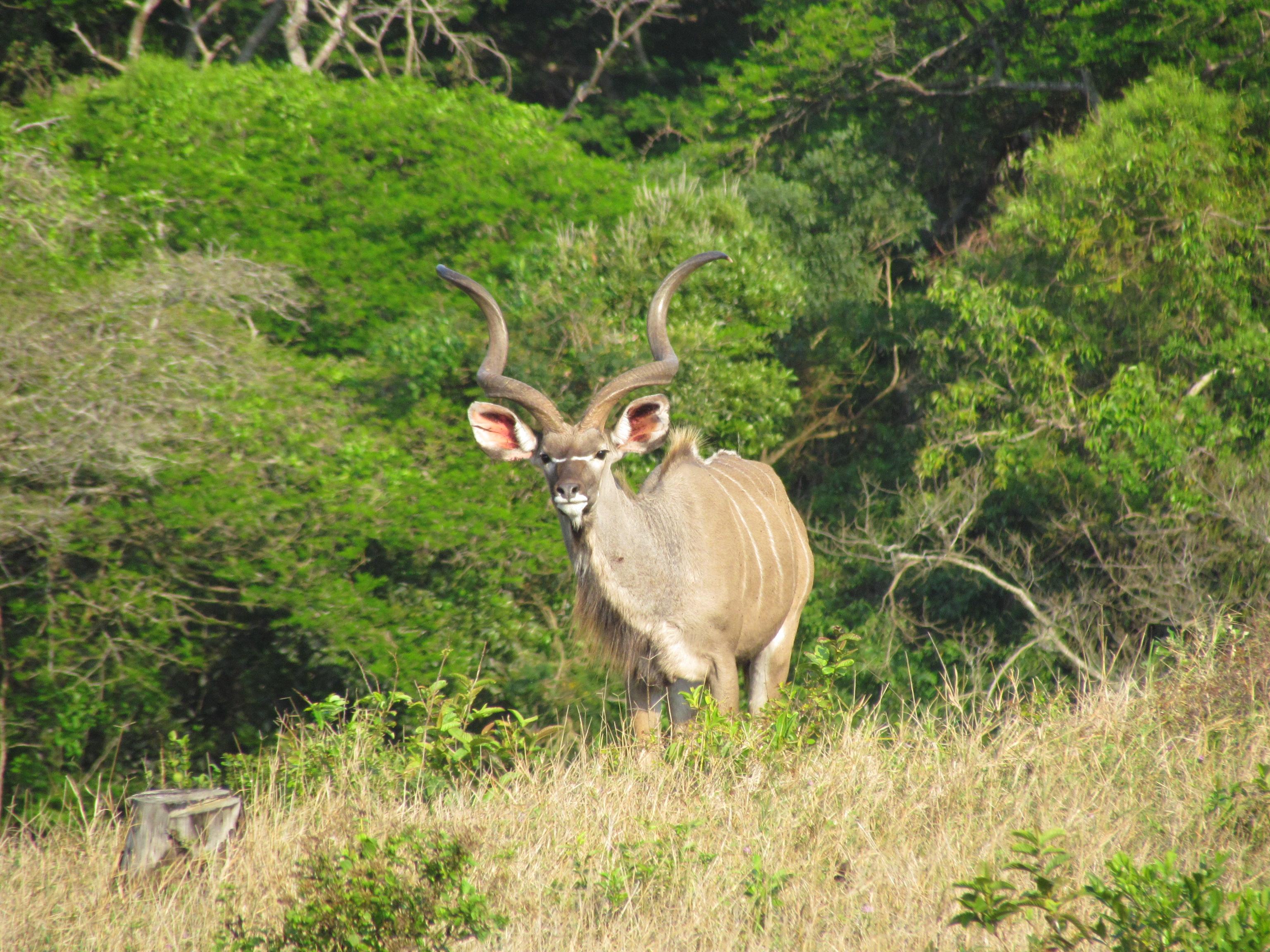 Parque Isimangaliso, por Aurélie M.